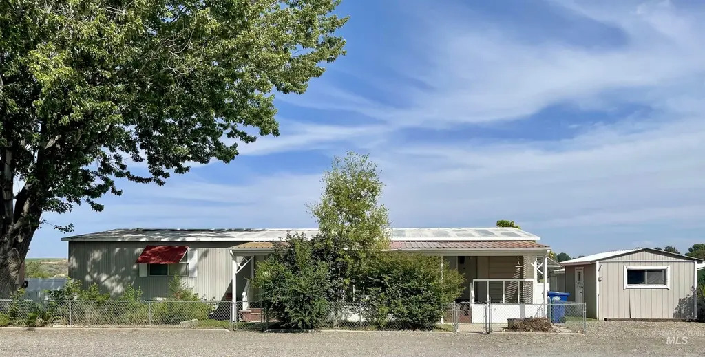 6 Blue Spruce